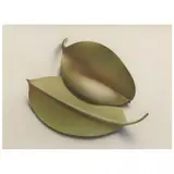 Two Rubber Tree Leaves by Robert Petersen, Pastel on paper, sold Feb 2022