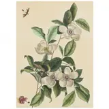 Silky Camellia and Ruby-Crowned Kinglet by Mark Catesby, Hand-colored engraving on laid paper, sold Feb 2022