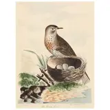 The Black Bird [Blackbird] by Thomas Lord, Engraving with extensive hand coloring, sold Feb 2022