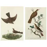 Two Ornithological Engravings from Nederlandsche Vogelen by Cornelius Nozeman, Hand-colored engravings on laid paper, sold Feb 2022
