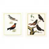 Two Engravings from Histoire Naturelle des Oiseaux by François-Nicolas Martinet, Hand-colored engravings, sold Jan 2022