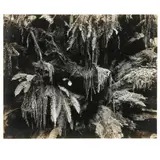 Fern in the Redwoods by Edward Weston, Gelatin silver print, sold Dec 2021