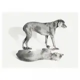 3-D Shadow by William Wegman, Gelatin silver print, sold Dec 2021
