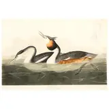 Crested Grebe , Havell Edition by John James Audubon, Hand-colored engraving with etching and aquatint, sold Dec 2021