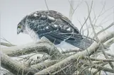 Sparrow Hunter by Michael P. Frase, 2018, acrylic on canvas, sold Nov 2025