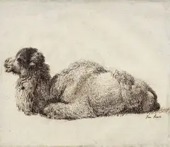 Dromadaire by Jean-Pierre Houël, Plume et encre brune, sold Mar 2026