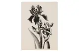 Untitled by Carolyn Brady, etching, offered Aug 2020