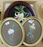 3 watercoloursOrchids and three other paintings of orchidsNote: Ann Shelley-Lloyd was a botanical and miniature artist by Ann Shelley-Lloyd, watercolor, sold Oct 2017