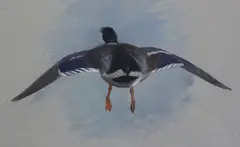 Untitled by Archibald Thorburn, watercolour and pencilMallard, offered Oct 2017