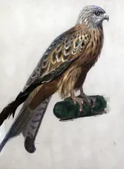 Untitled by Archibald Thorburn, watercolor, sold Oct 2017