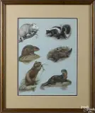 of a possum by Earl Lincoln Poole, watercolor and gouache, offered Apr 2015