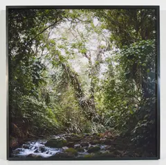Virgin Forest (from the Native series) by Mona Kuhn, 2009, chromogenic print, sold Sep 2023