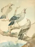 Trois oiseaux by Aert Schouman, Aquarelle, sold Dec 2008