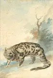 Félin by Aert Schouman, 1760, Aquarelle signée et datée, sold Dec 2008