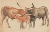 Zébus by Philippe Albin de Buncey, Fusain et sanguine, sold Jun 2018