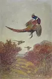 Faisan touché en plein vol by Paul Marcueyz, Aquarelle gouachée, sold Dec 2017