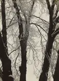 Silberpappel i(m) Rauhreif by Aenne Biermann, Um 1929, Vintage. Silbergelatineabzug, sold Nov 2014