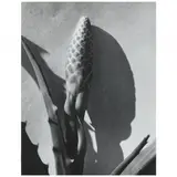 Aloe by Imogen Cunningham, Gelatin silver print, sold Nov 2021