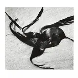 Kelp by Brett Weston, Gelatin silver print, sold Nov 2021