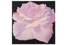 Rose I' Oil on canvas 100 x 100 cm by Alan Weston, Oil on canvas, offered Jun 2020