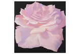 Rose I' Oil on canvas 100 x 100 cm by Alan Weston, Oil on canvas, offered Jun 2020