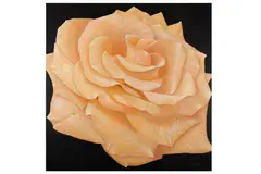Rose II' Oil on canvas 100 x 100 cm by Alan Weston, Oil on canvas, offered Jun 2020