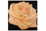 Rose II' Oil on canvas 100 x 100 cm by Alan Weston, Oil on canvas, offered Jun 2020
