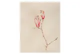 The Fox and the Hare' 2013 Giclée print on card Edition of 50 with certificate 20.2 x 20.8 cm ARR by Amy Ross, Giclée print on card Edition of, offered Jun 2020