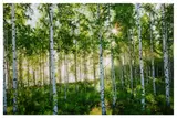 Birkenwald 4' 2008 Lambda colour print Edition of 100 by André Wagner, print, offered Jun 2020