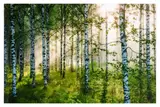 Birkenwald 6' 2013 Lambda colour print Edition of 150 by André Wagner, print, offered Jun 2020