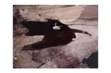Untitled by Sam Haskins, print (other), offered Apr 2020
