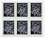 Parrot Tulip on Black, Set of 6 by Lowell Nesbitt, 1980, serigraph, sold Oct 2023