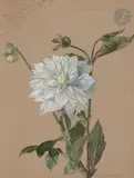 Dahlia by Henry de Waroquier, 1904, Gouache, sold Apr 2022