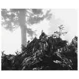 Tree, Stump and Mist, Northern Cascades, Washington by Ansel Adams, Gelatin silver print (mounted as issued), sold Sep 2021