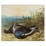Two Pigeons by William Cruickshank, Oil on panel, sold Aug 2021