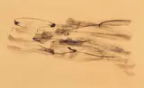 Griffures by Jean Fautrier, 1960, Encre de Chine sur papier, sold Jun 2026