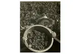Untitled by Ansel Adams, photograph, offered Mar 2020