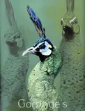 Green Peacock studies by Raymond Ching, 1992, oil on board, sold Mar 2016