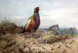 Pheasants by Winifred Austen, watercolour, sold Mar 2016