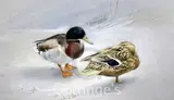 Mallard in a hard winter,initialled with labels verso,8 x 14in by George Rowe, watercolour, sold Feb 2016