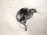 Study of a kiwi by Raymond Ching, 1989, pencil, sold Feb 2016