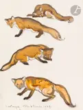 Études de Renard by Maurice Becque, 1929, Encre, aquarelle sur traits de crayon, sold Mar 2022