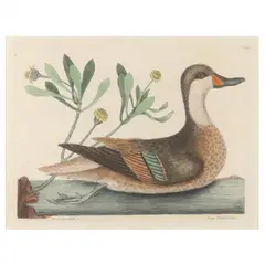 Three Prints from The Natural History of Carolina, Florida, and the Bahama Islands by Mark Catesby, To include a hand-colored engraving of the, sold Jul 2021