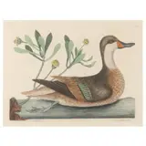 Three Prints from The Natural History of Carolina, Florida, and the Bahama Islands by Mark Catesby, To include a hand-colored engraving of the, sold Jul 2021