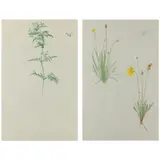 Two Botanical Illustrations by Albert Robert Valentien, Both watercolor and gouache on paper, sold Jul 2021