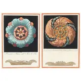 Two Architectural Rosette Engravings by Carlo Antonini, Hand-colored engravings on laid paper, sold Jun 2021