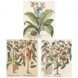 Three Botanical Illustrations from Hortus Eystettensis by Basilius Besler, Hand-colored engravings on laid paper, sold Jun 2021