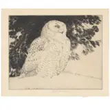 Snowy Owl by Henry Emerson Tuttle, Etching and drypoint, sold Jun 2021