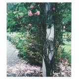 Joe's Roses by Elizabeth Matheson, Color photograph, sold May 2021