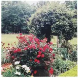 Fairmount Garden by Elizabeth Matheson, Chromogenic print, sold May 2021